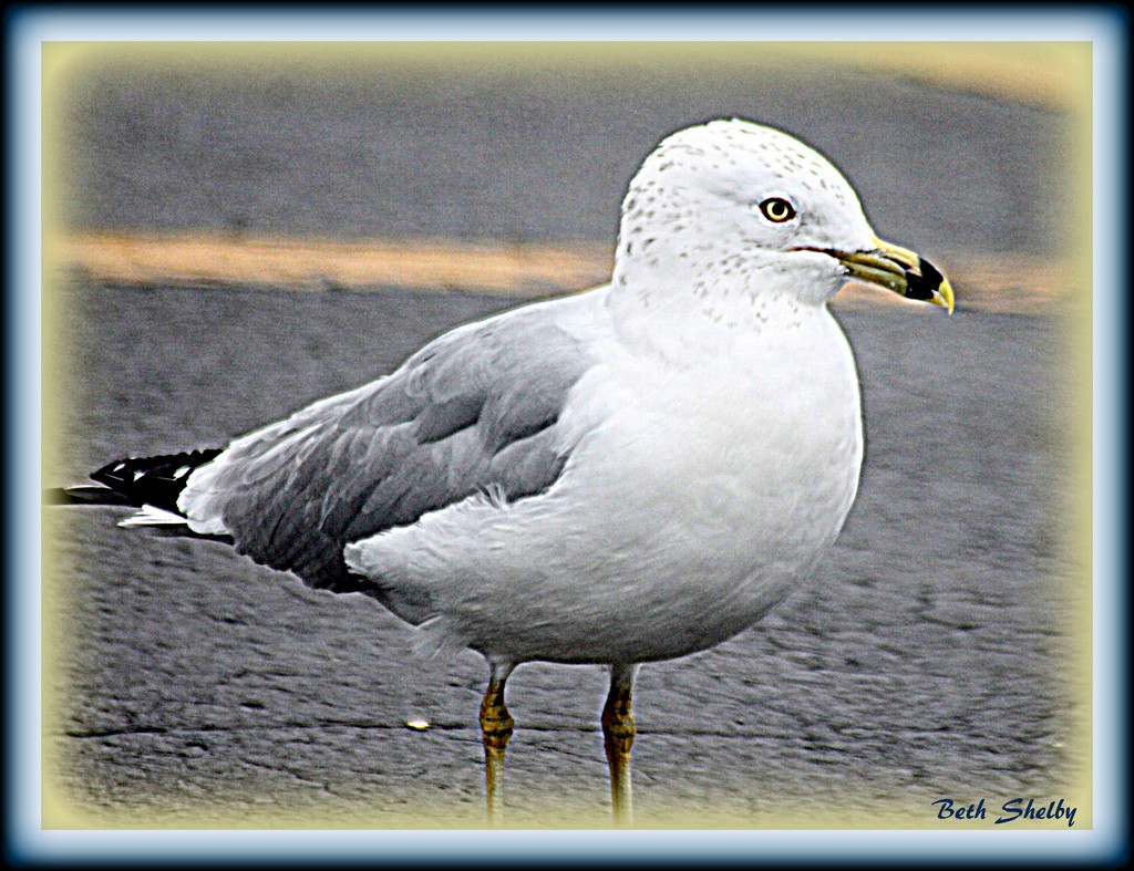 Gull Close-up by vernabeth