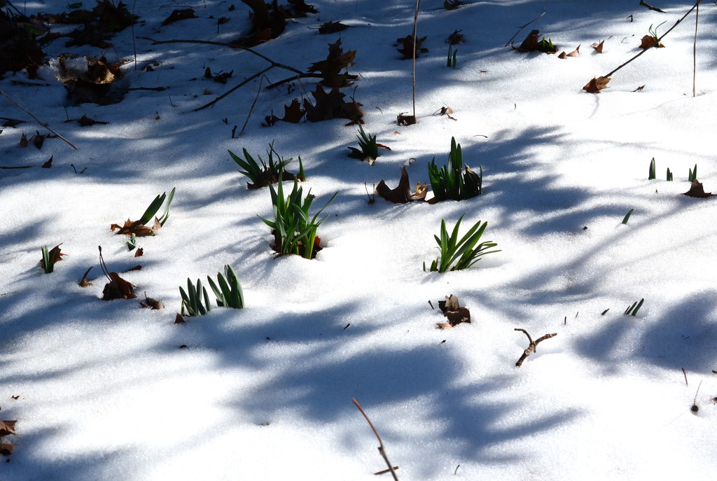 Spring is determined to arrive... by jayberg