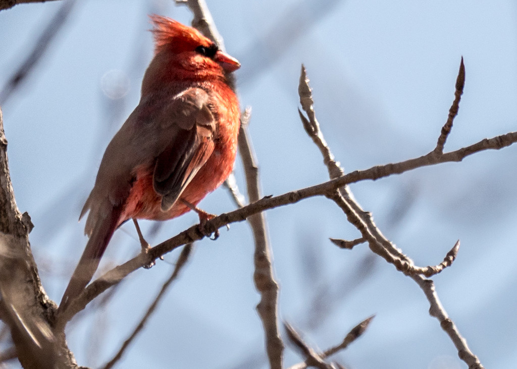 Northern Cardinal with Shadows by rminer