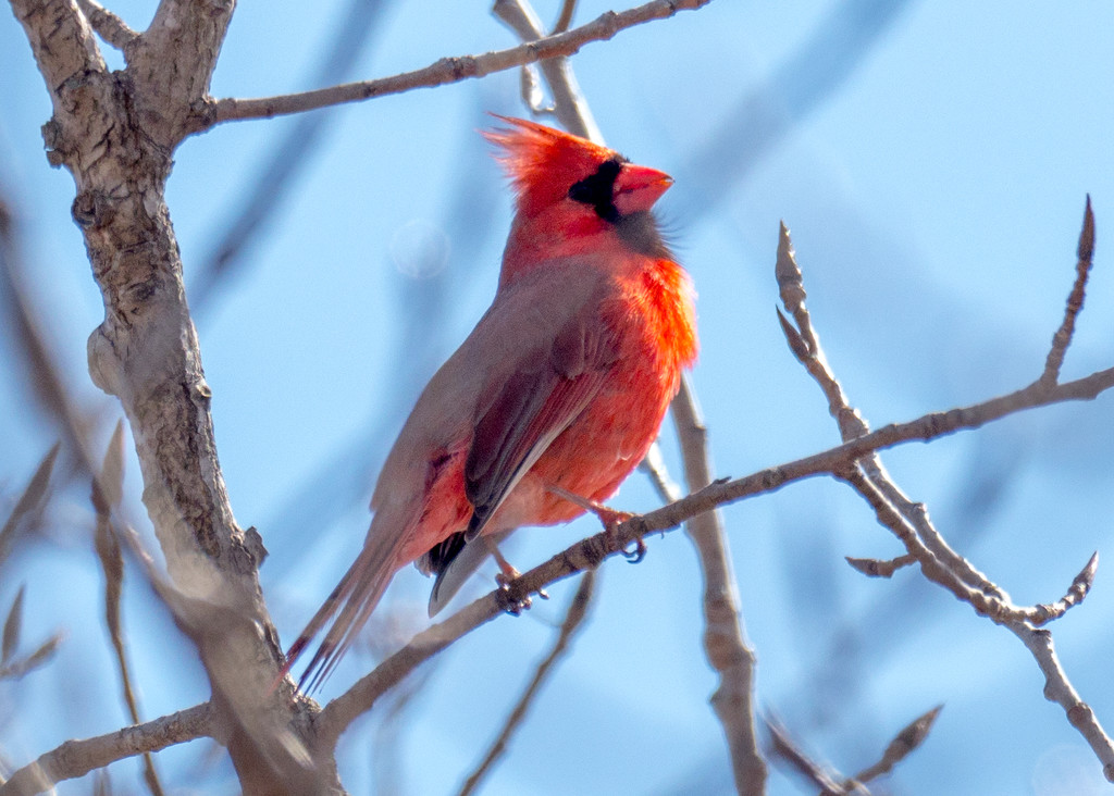 Northern Cardinal on a twig by rminer