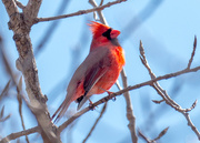 19th Mar 2017 - Northern Cardinal on a twig
