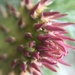 Cactus flower by kdrinkie
