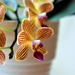 Orchid by cookingkaren