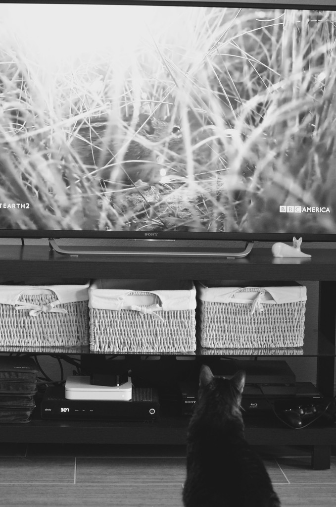 My cat loves Planet Earth 2 by kdrinkie