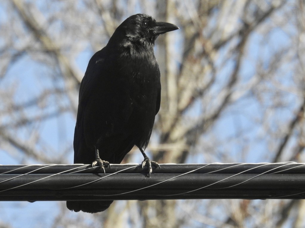 bird on a wire by amyk