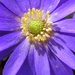 Anemone Close Up by daisymiller