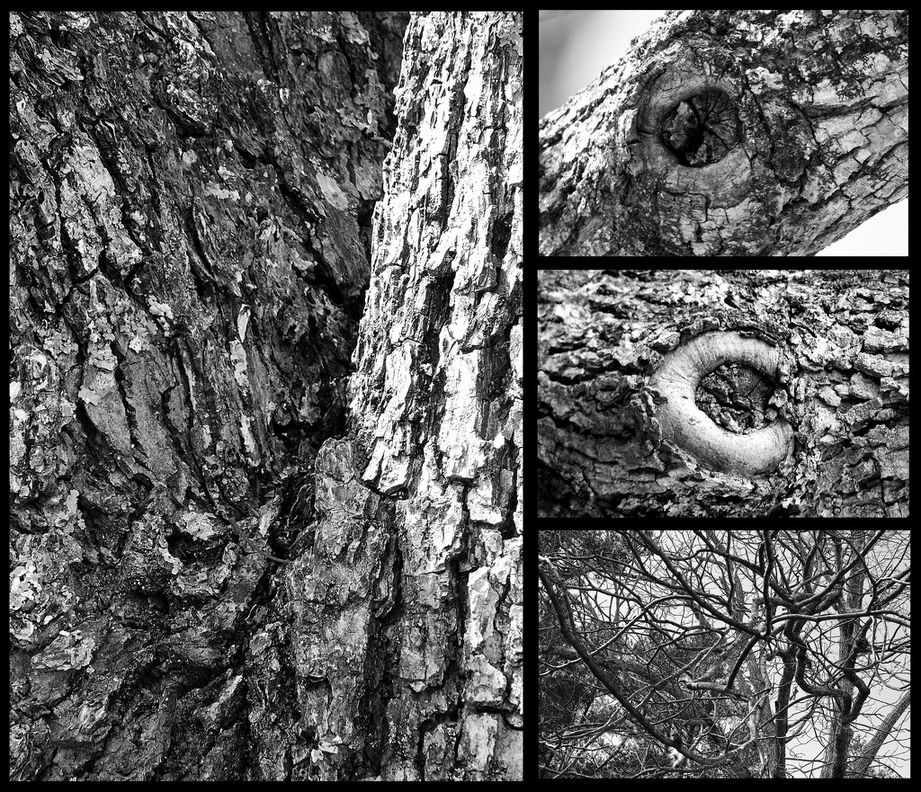 Tree Texture by homeschoolmom