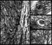 18th Mar 2017 - Tree Texture