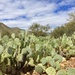 Prickly Pear Cactus by mamabec
