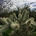 Cholla Cactus by mamabec