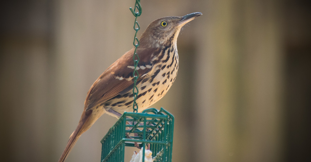 Another Wood Thrasher on the Suet! by rickster549