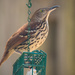 Another Wood Thrasher on the Suet! by rickster549