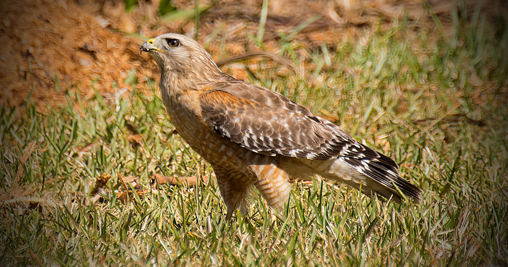 Ground Hawk! by rickster549