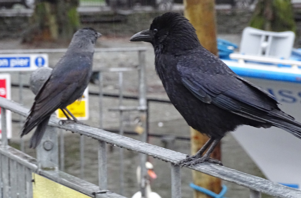 Carrion Crow and Jackdaw, Bowness-on-Windermere by annepann