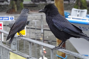 21st Feb 2017 - Carrion Crow and Jackdaw, Bowness-on-Windermere