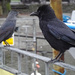 Carrion Crow and Jackdaw, Bowness-on-Windermere by annepann