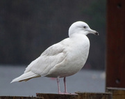 22nd Feb 2017 - Iceland Gull, Bowness-on-Windermere