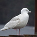 Iceland Gull, Bowness-on-Windermere by annepann