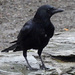 Carrion Crow, Bowness-on-Windermere by annepann