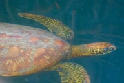 18th Mar 2017 - Green Sea Turtle
