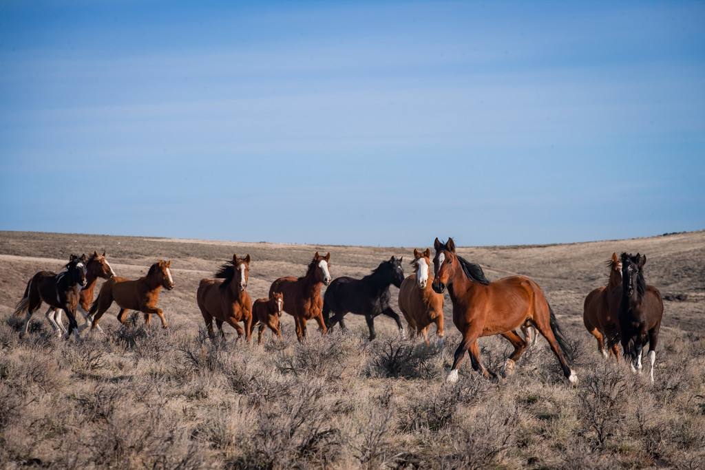 Owyhee Wild Horses by tina_mac