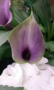 18th Mar 2017 - purple calla lily