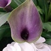 purple calla lily by caitnessa