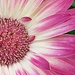 pink petals by caitnessa