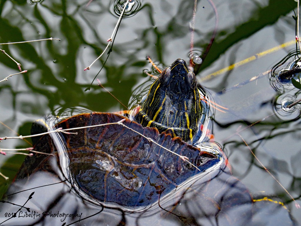 First spring turtle by kathyo
