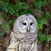 Barred Owl by kathyo