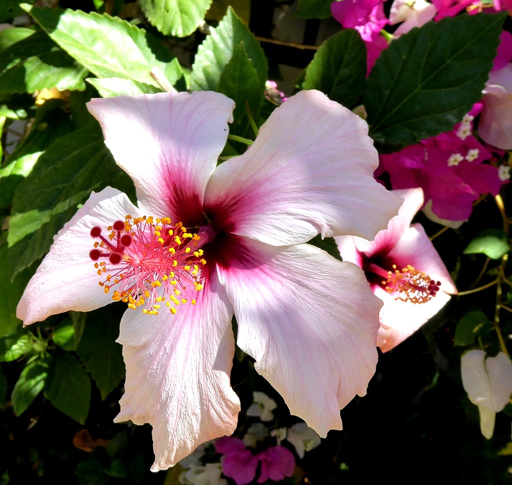 A bit of colour in our dry garden by ludwigsdiana