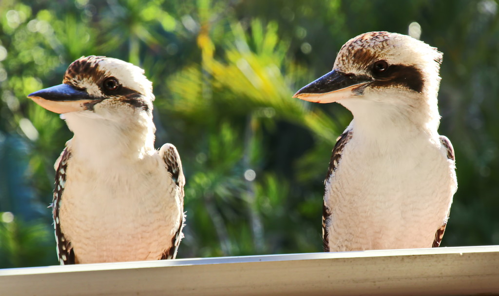 The Kookaburra Cafe is Open by terryliv