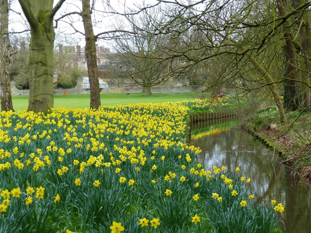 A Host of Golden Daffodils St John's College Cambridge by foxes37