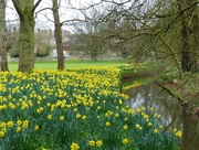 20th Mar 2017 - A Host of Golden Daffodils St John's College Cambridge