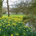 A Host of Golden Daffodils St John's College Cambridge by foxes37