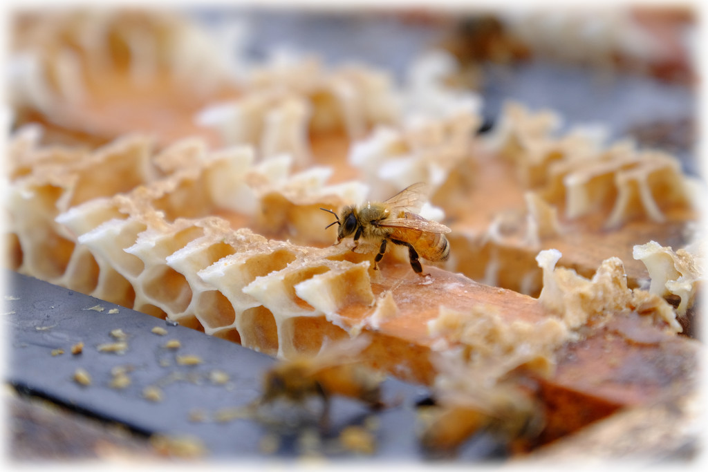 Honey bee by dkbarnett