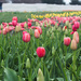 Tulips by judyc57