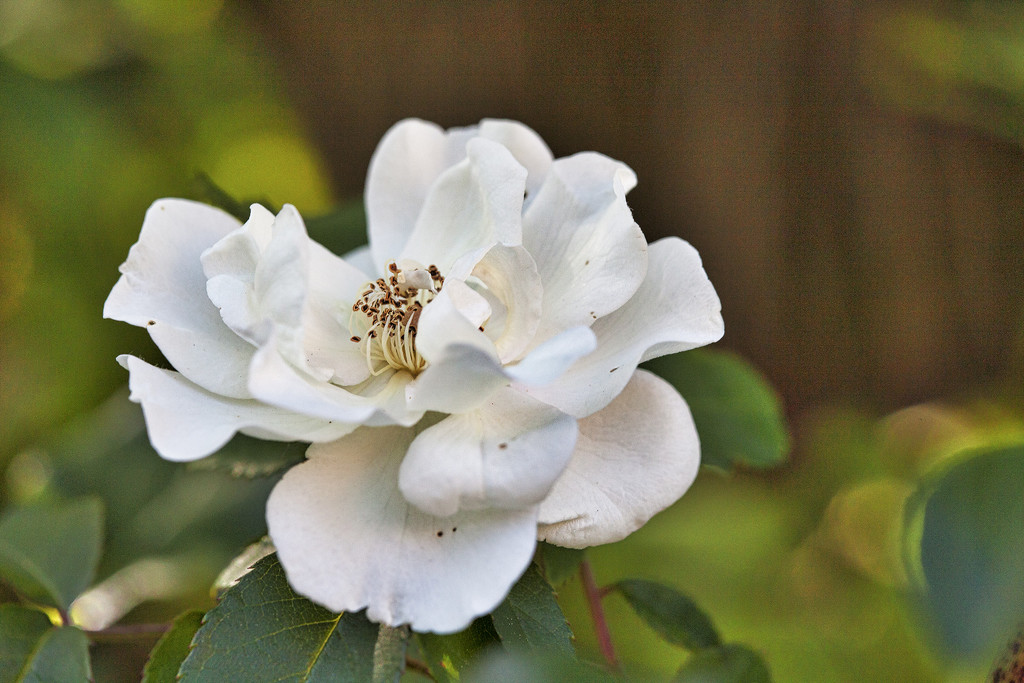 Simple White Rose by gardencat