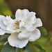 Simple White Rose by gardencat