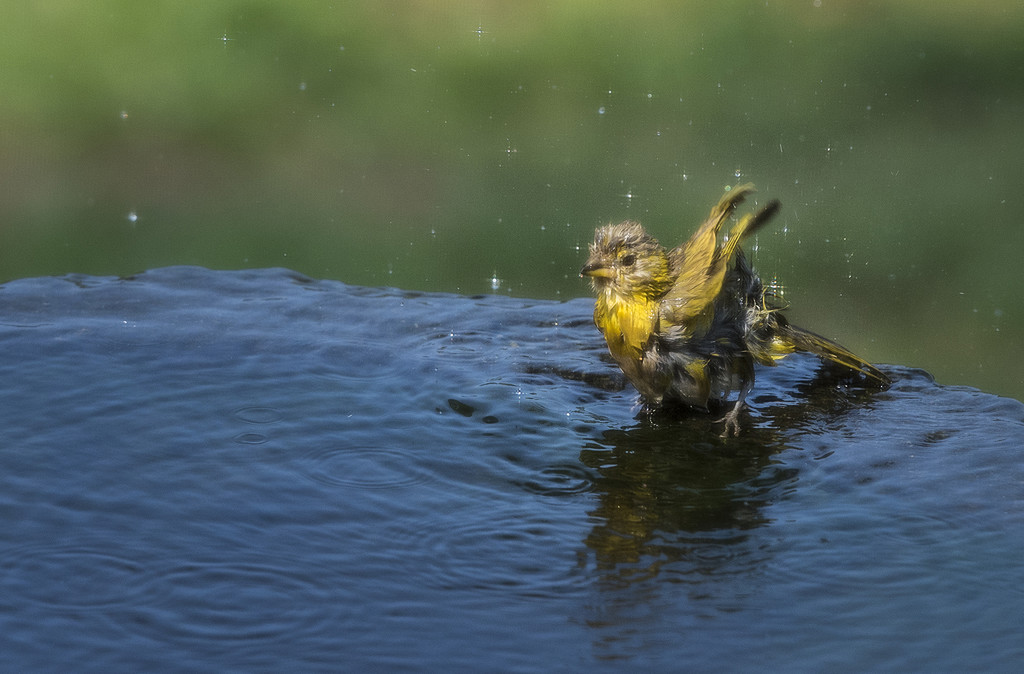 Saffron Finch Enjoying a Splash  by jgpittenger