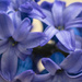 Hyacinth by rumpelstiltskin