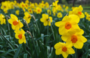 20th Mar 2017 - Daffodils