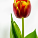 Two colored tulip by elisasaeter