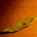 Bay leaf by toinette