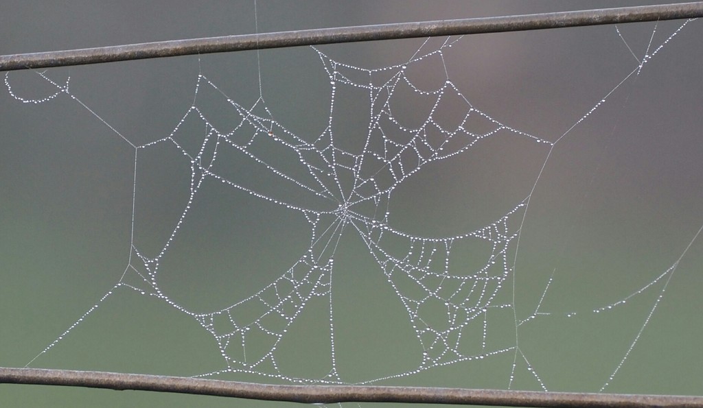 Another dew ladened  web taken yesterday by Dawn