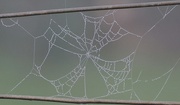 21st Mar 2017 - Another dew ladened  web taken yesterday