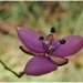 The beautiful "slug plant"! by robz