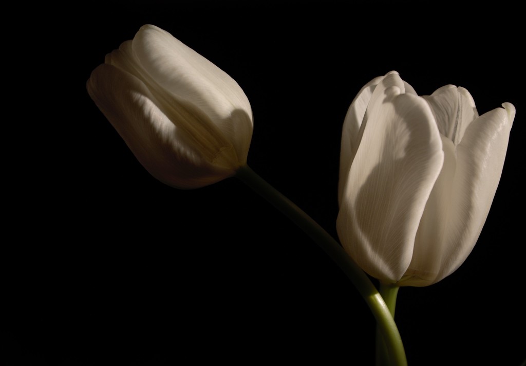Tulip - Painted with Light by granagringa