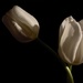Tulip - Painted with Light by granagringa