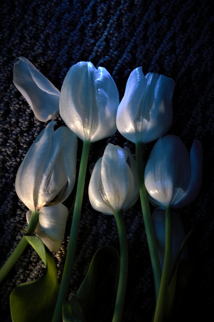 Tulip - in repose by granagringa